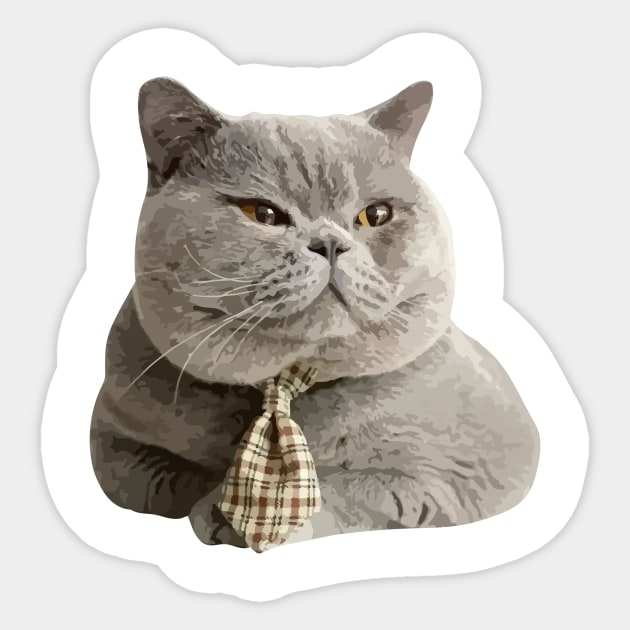 British shorthair fat clearance